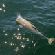 Illustration for article titled A Rare White Porpoise Has Been Spotted In The Baltic Sea!